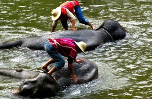 putao-elephants (3)